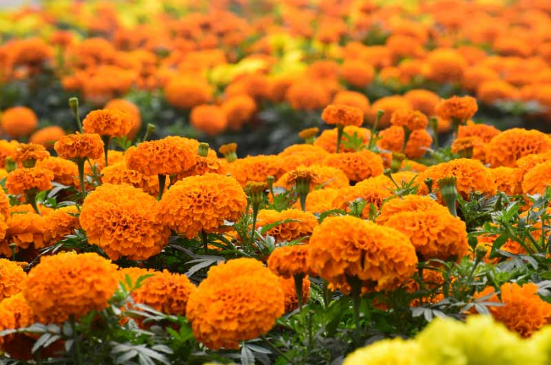 are-marigolds-perennial
