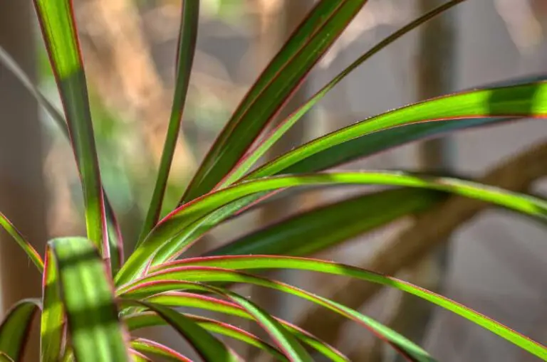 Why are my Dracaena Leaves turning black? (Solutions Explained