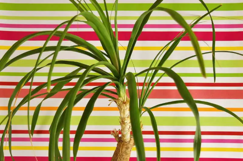 how-fast-do-ponytail-palm-grow