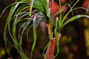 How To Grow Multiple Trunks On A Ponytail Palm?