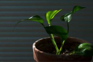 Which Is The Fastest Growing Pothos? (Answered)