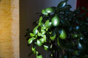 Do Jade Plants Like Humidity? (Answered)