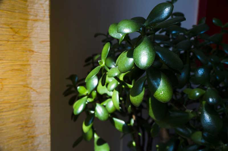 do-jade-plants-like-humidity