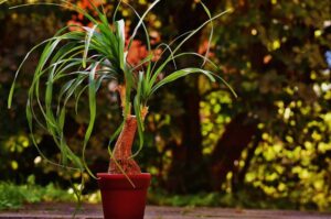 Why Is My Ponytail Palm Trunk Soft, And How To Prevent It?