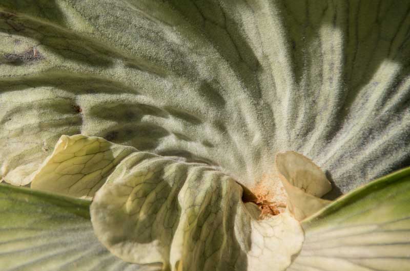 staghorn-fern-shield-frond-turning-brown