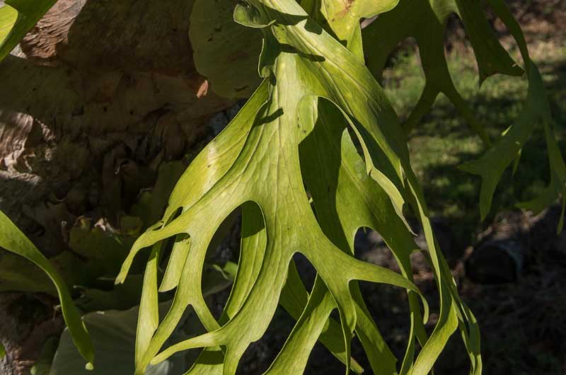 why-does-my-staghorn-fern-has-no-shield-frond