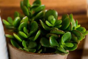 Can We Keep Jade Plants in the Kitchen?