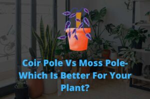 Coir Pole Vs Moss Pole- Which Is Better For Your Plant?