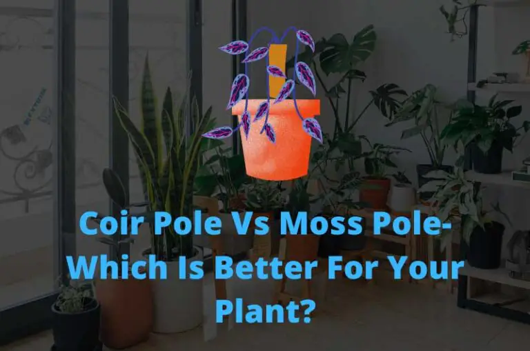 10 best Moss Pole Alternatives Perfect For Your Climbing Plants