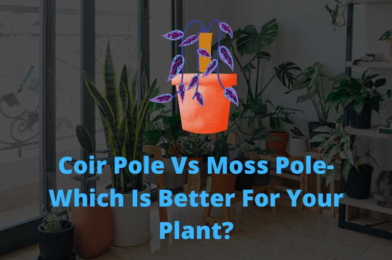 coir-pole-vs-moss-pole--which-is-better-for-your-plant