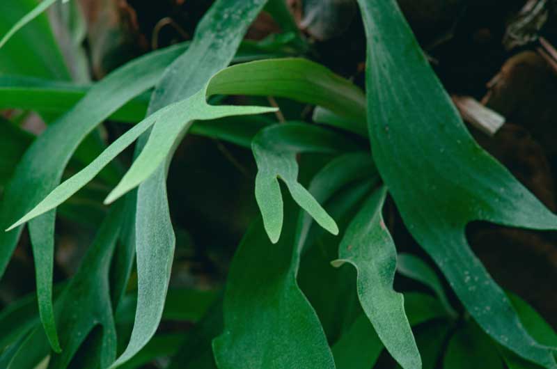 do-staghorn-ferns-grow-new-shield-fronds