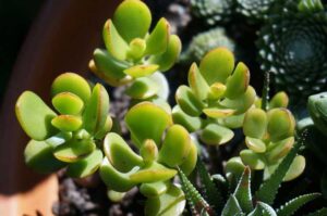 How Often Do You Water Jade Plants In Winter? (Answered)