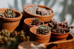 Should You Go For Bottom Watering Plants In Terracotta Pots?
