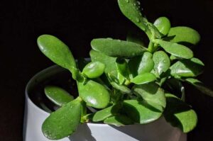 Where To Place a Jade Plant in Home? (Explained)