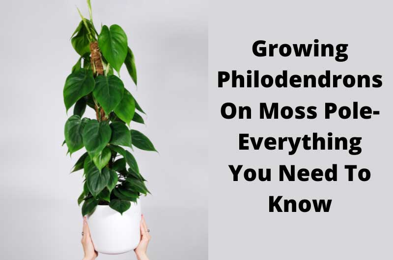 growing-philodendrons-on-moss-pole--everything-you-need-to-know
