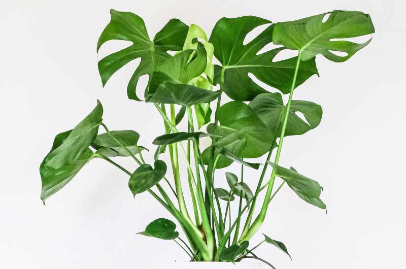 which-is-best-for-monstera--trellis-or-moss-pole