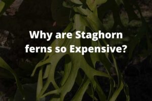 Why are Staghorn ferns so Expensive? (explained)