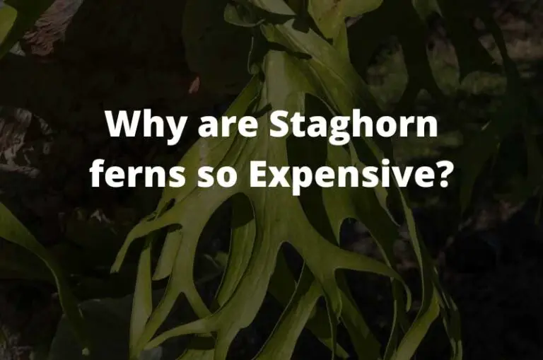 Staghorn Fern Prices