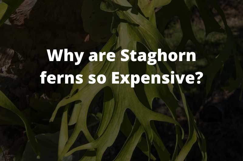 why-are-staghorn-ferns-so-expensive