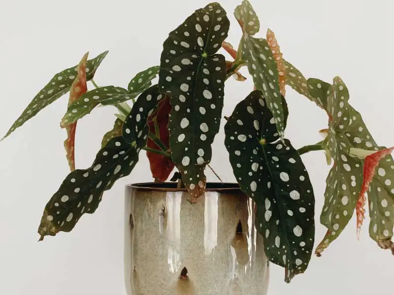 begonia-maculata