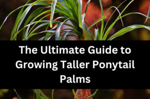 The Ultimate Guide to Growing Taller Ponytail Palms