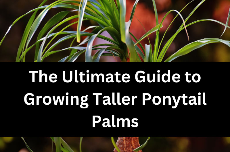 The-Ultimate-Guide-to-Growing-Taller-Ponytail-Palms