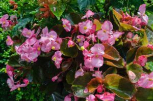 Do Begonias like sun or shade? (The ultimate preference guide)