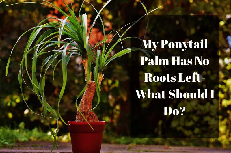 Ponytail-Palm-Has-No-Roots-Left