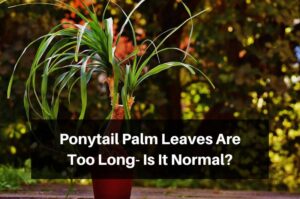 Ponytail Palm Leaves Are Too Long- Is It Normal?