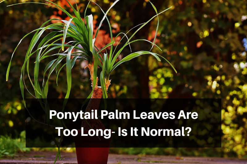 Ponytail-Palm-Leaves-Are-Too-Long--Is-It-Normal
