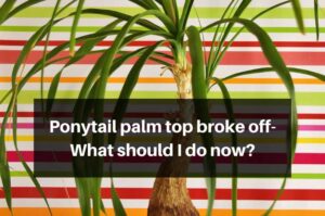 Ponytail palm top broke off- What should I do now?