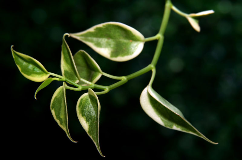 hoya-leaves-soft-and-wrinkled